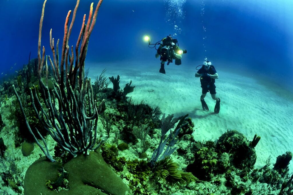 Divers explore a coral reef in clear blue water.