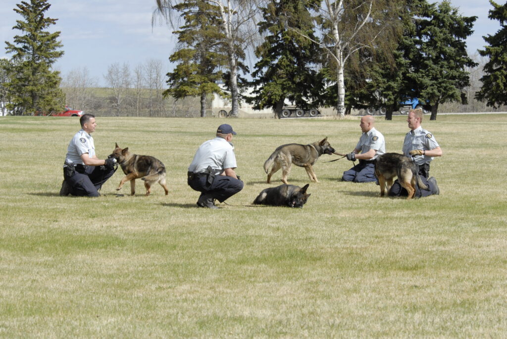 RCMP Members in training in a field with Police Service Dogs.